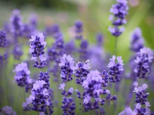 Preview wallpaper flowers, purple, plant, beautiful