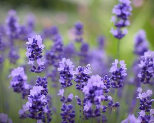 Preview wallpaper flowers, purple, plant, beautiful