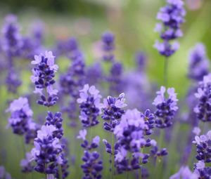 Preview wallpaper flowers, purple, plant, beautiful