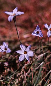 Preview wallpaper flowers, purple, spring, plants