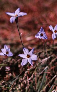 Preview wallpaper flowers, purple, spring, plants