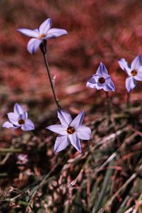 Preview wallpaper flowers, purple, spring, plants