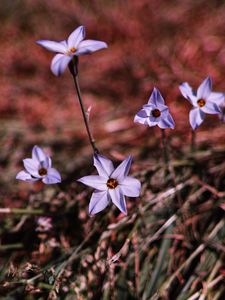 Preview wallpaper flowers, purple, spring, plants