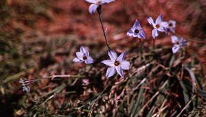 Preview wallpaper flowers, purple, spring, plants