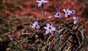 Preview wallpaper flowers, purple, spring, plants