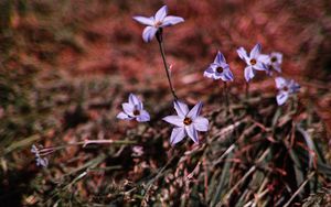 Preview wallpaper flowers, purple, spring, plants