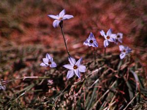 Preview wallpaper flowers, purple, spring, plants