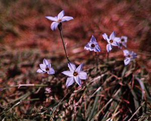 Preview wallpaper flowers, purple, spring, plants