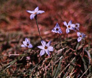 Preview wallpaper flowers, purple, spring, plants