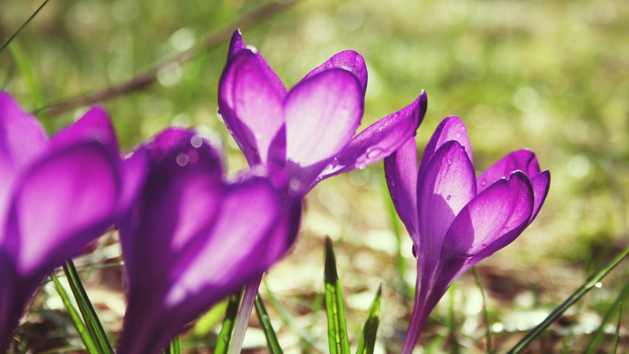 Wallpaper flowers, purple, spring, bud