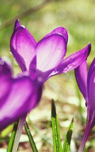 Preview wallpaper flowers, purple, spring, bud