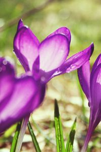 Preview wallpaper flowers, purple, spring, bud