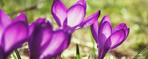 Preview wallpaper flowers, purple, spring, bud