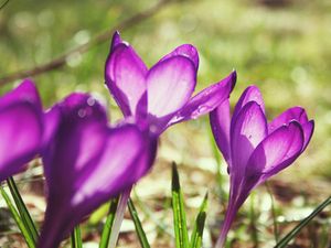 Preview wallpaper flowers, purple, spring, bud