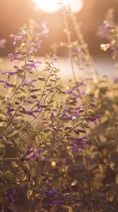 Preview wallpaper flowers, purple, sunlight, summer, nature