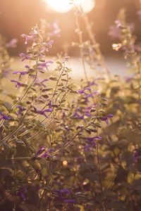 Preview wallpaper flowers, purple, sunlight, summer, nature