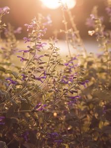 Preview wallpaper flowers, purple, sunlight, summer, nature