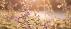 Preview wallpaper flowers, purple, sunlight, summer, nature