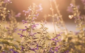 Preview wallpaper flowers, purple, sunlight, summer, nature