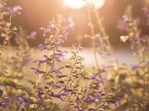 Preview wallpaper flowers, purple, sunlight, summer, nature