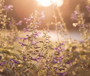 Preview wallpaper flowers, purple, sunlight, summer, nature