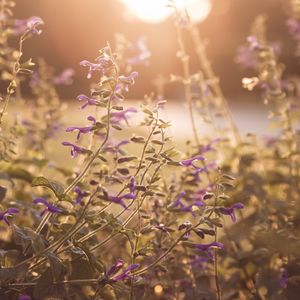 Preview wallpaper flowers, purple, sunlight, summer, nature