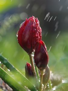 Preview wallpaper flowers, rain, buds, green, nature