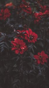 Preview wallpaper flowers, red, blur