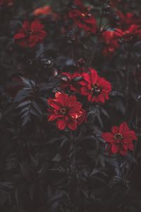 Preview wallpaper flowers, red, blur