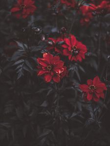 Preview wallpaper flowers, red, blur