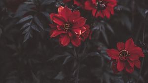 Preview wallpaper flowers, red, blur