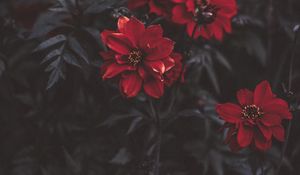 Preview wallpaper flowers, red, blur