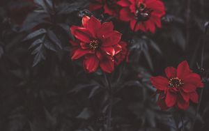 Preview wallpaper flowers, red, blur