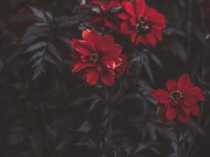 Preview wallpaper flowers, red, blur