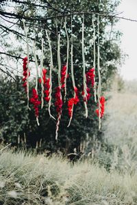 Preview wallpaper flowers, red, branch, tree, nature