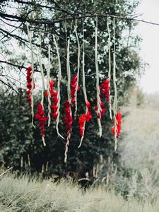 Preview wallpaper flowers, red, branch, tree, nature