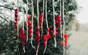 Preview wallpaper flowers, red, branch, tree, nature