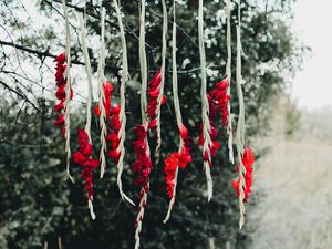 Preview wallpaper flowers, red, branch, tree, nature
