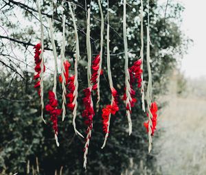 Preview wallpaper flowers, red, branch, tree, nature