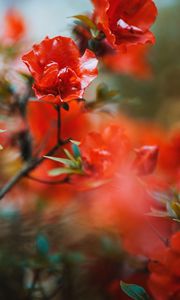 Preview wallpaper flowers, red, branches, tree, bloom