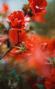 Preview wallpaper flowers, red, branches, tree, bloom