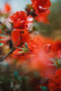 Preview wallpaper flowers, red, branches, tree, bloom