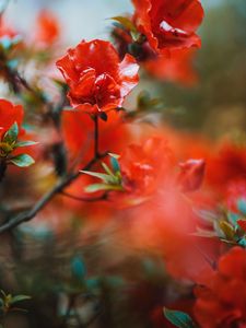 Preview wallpaper flowers, red, branches, tree, bloom