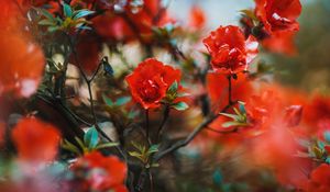 Preview wallpaper flowers, red, branches, tree, bloom
