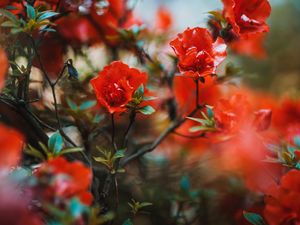 Preview wallpaper flowers, red, branches, tree, bloom