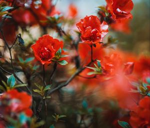Preview wallpaper flowers, red, branches, tree, bloom