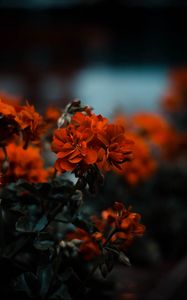 Preview wallpaper flowers, red, bush, blur, bloom, leaves