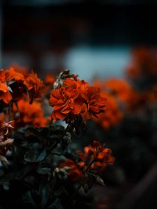 Preview wallpaper flowers, red, bush, blur, bloom, leaves