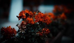 Preview wallpaper flowers, red, bush, blur, bloom, leaves
