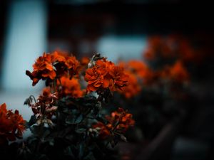 Preview wallpaper flowers, red, bush, blur, bloom, leaves